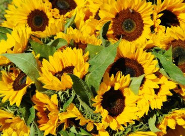 sunflower-1622785_1920